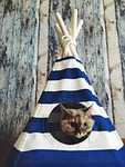 cat, wigwam, tree