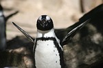 penguin, poor, fur