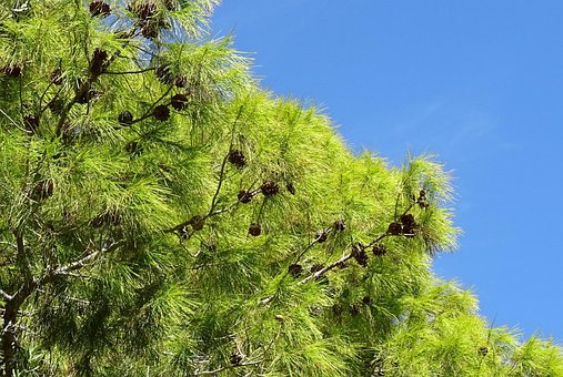 Pine, Tree, Pinus, Cones, Las Vegas
