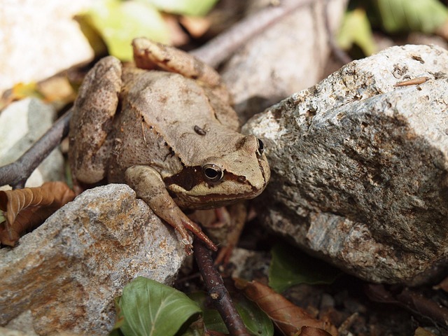 Waldfrosch, Tier, Amphibie, Wald, Natur