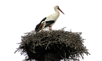 isolated, white, stork