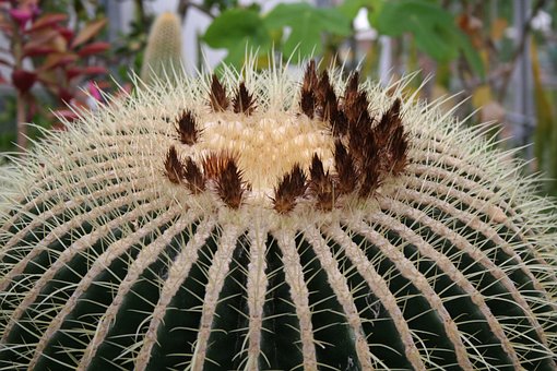 Kaktus, Anlegg, Gullfat, Echinocactus