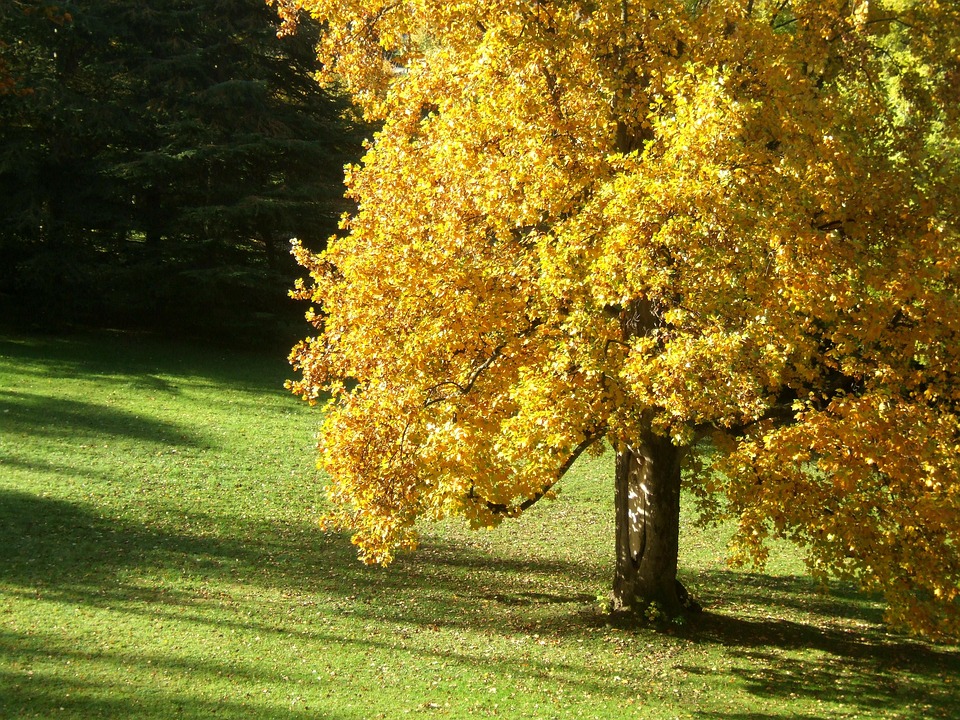 Park Herbst Natur - Kostenloses Foto auf Pixabay - Pixabay