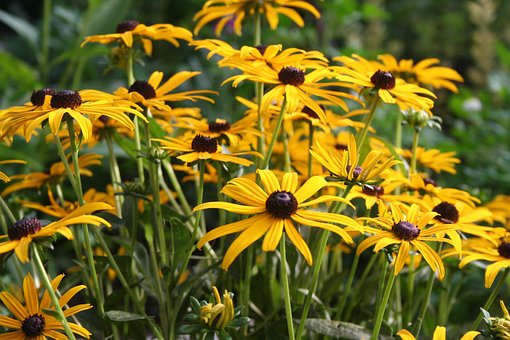 Blomst, Blomst Tapet, Blomster