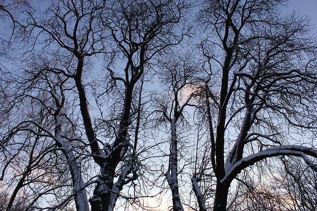 Free Forest Tree photo and picture