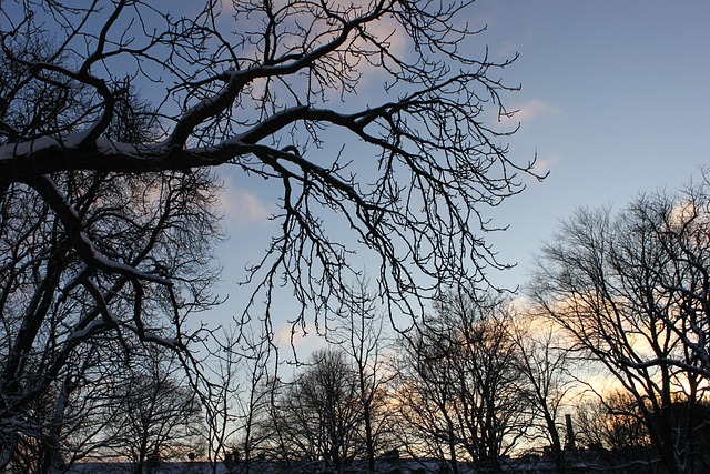 Free Tree Nature photo and picture