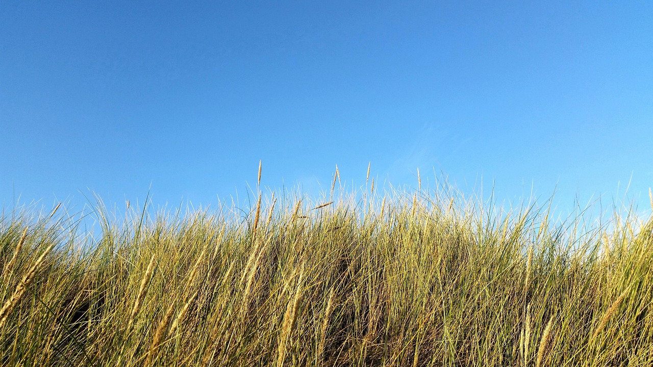 Dünen Gras Dünengras - Kostenloses Foto auf Pixabay - Pixabay
