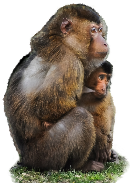 50 Gambar Binatang Format Png HD