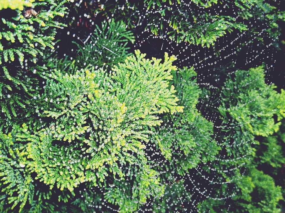 丝柏 桧木 柏树 - Pixabay上的免费照片