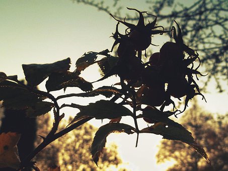 Anlegg, Natur, Sol, Bakgrunnsbelysning