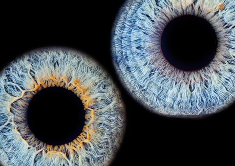 Free Iris Eyes Iris photo and picture