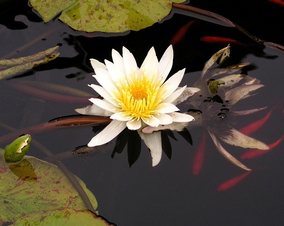 Water Lily Koi - Free photo on Pixabay - Pixabay