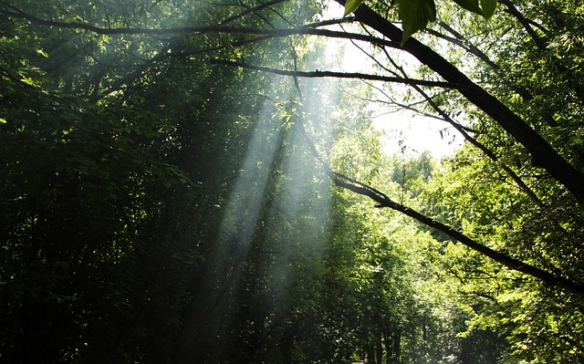 Rauch, Wald, Sonnenstrahlen, Licht, Tag