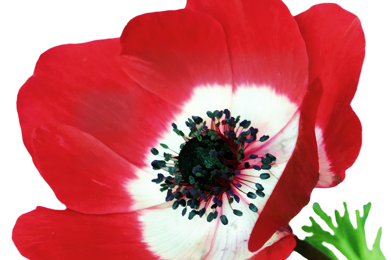 Poppy Flower Fragile Free photo on Pixabay Pixabay Poppy Flower Fragile Free photo on Pixabay Pixabay