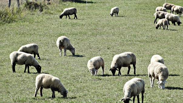 Schaap, Weiland, Weide, Natuur, Wolken