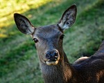 head, doe, portrait