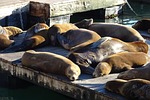 sea lion, animal, marine
