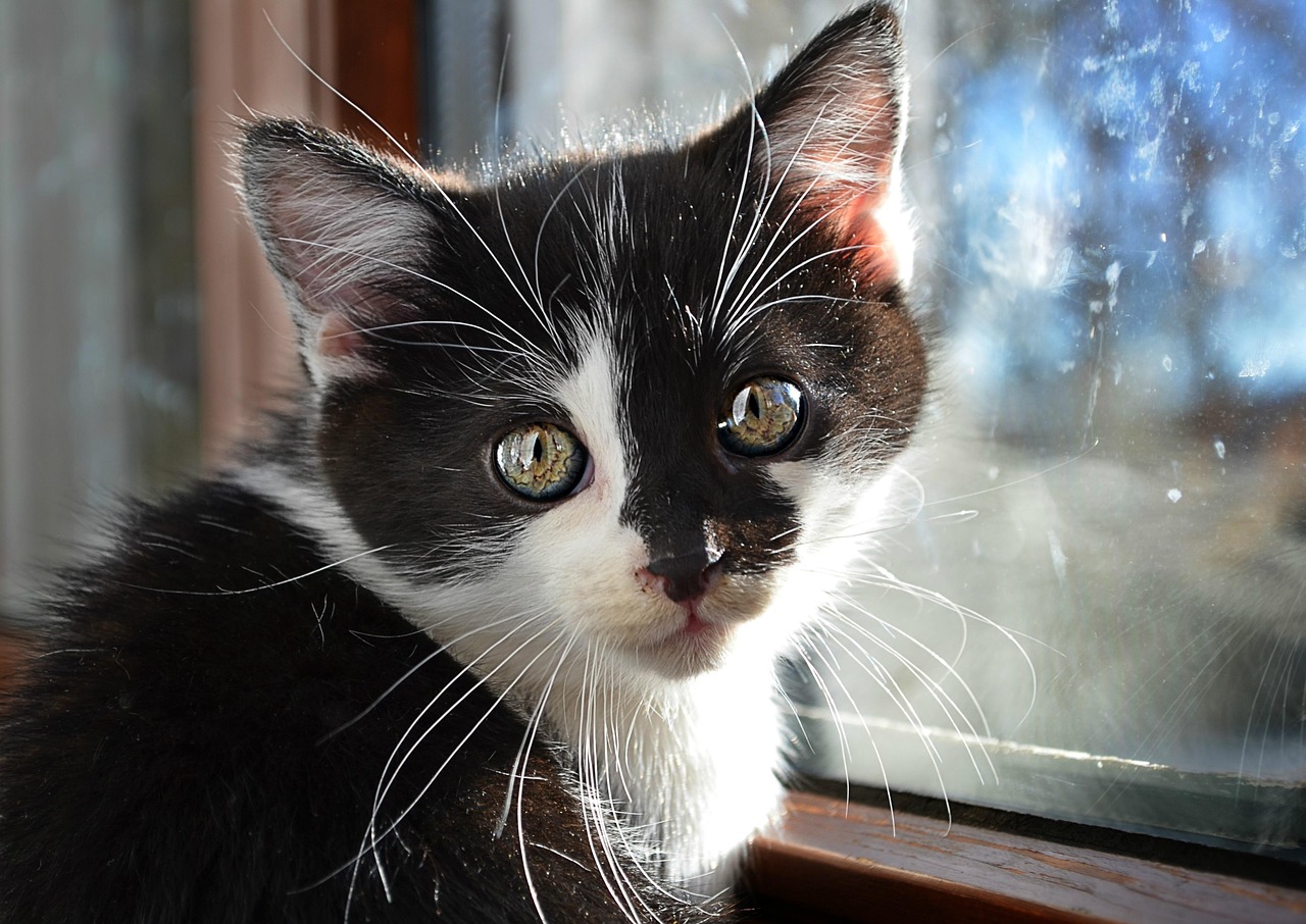Cat Animal Pet Black And - Free photo on Pixabay - Pixabay
