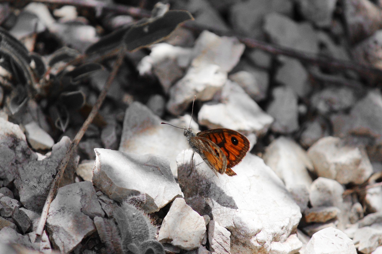 Butterfly Ali Sassi - Gratis foto op Pixabay - Pixabay