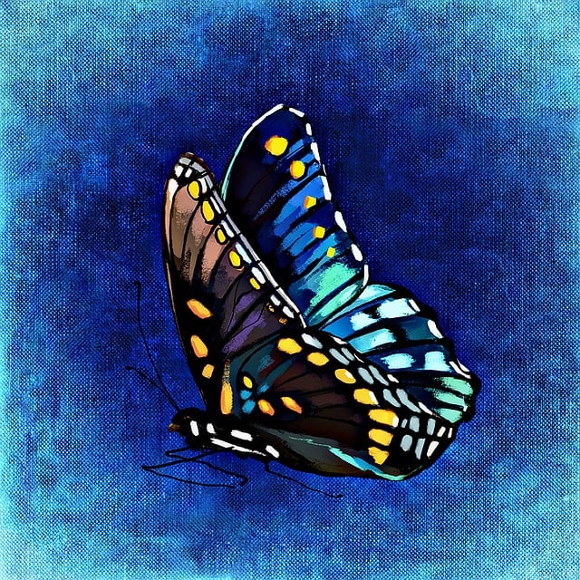 Free butterfly multicoloured insect illustration