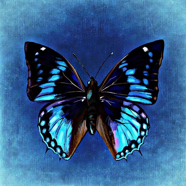 Free butterfly multicoloured nature illustration