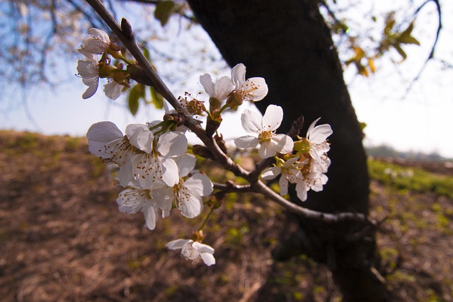 Cereza, Árbol, Flor, Flores, Naturaleza