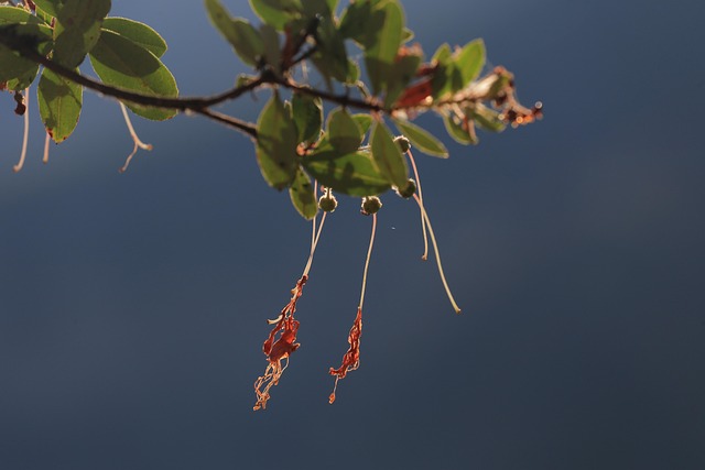 Free Coral Bells Flower photo and picture