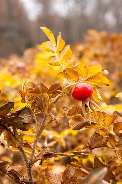 Rose Hips, Toamna, Galben, Frunze