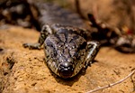 pink tongued skink, skink, lizard