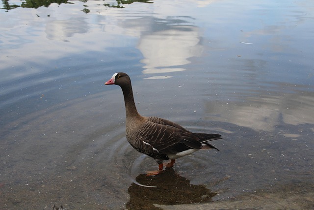 Free Goose Nature photo and picture