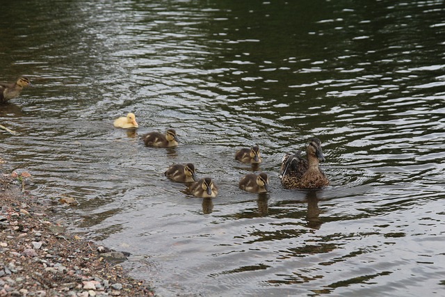 Free Birds Nature photo and picture