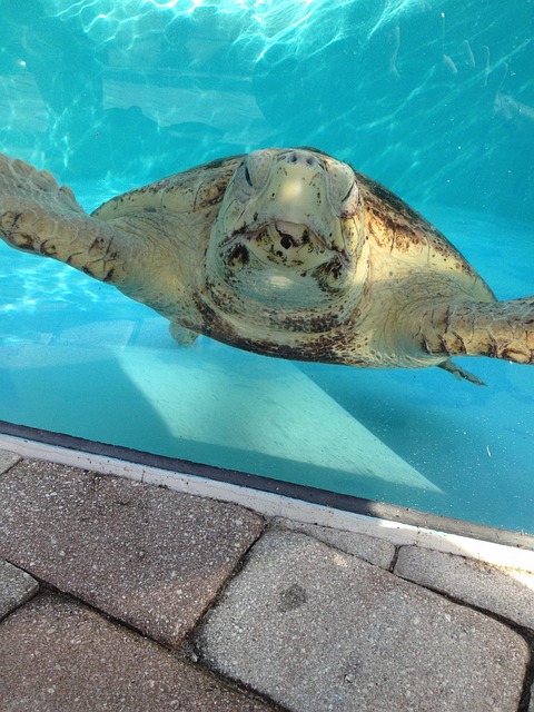 Free Turtles Water photo and picture