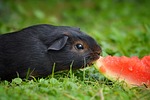 guinea pig, young animal, black tan