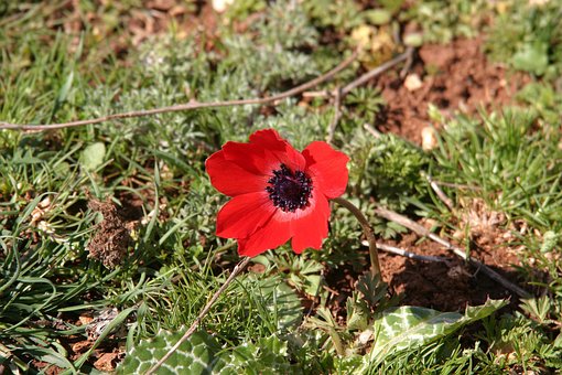 Free Poppy Syria photo and picture