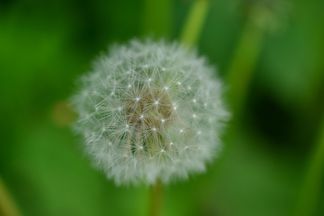 Diente De León, Antecedentes, Naturaleza