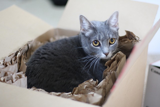 Free Kitten Cat photo and picture