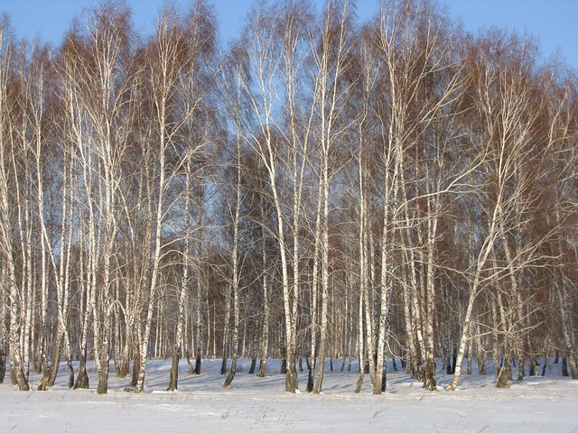 Free Forest Winter photo and picture