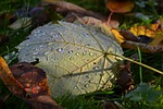 autumn, leaves, nature