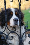 dog, animals, domestic animal