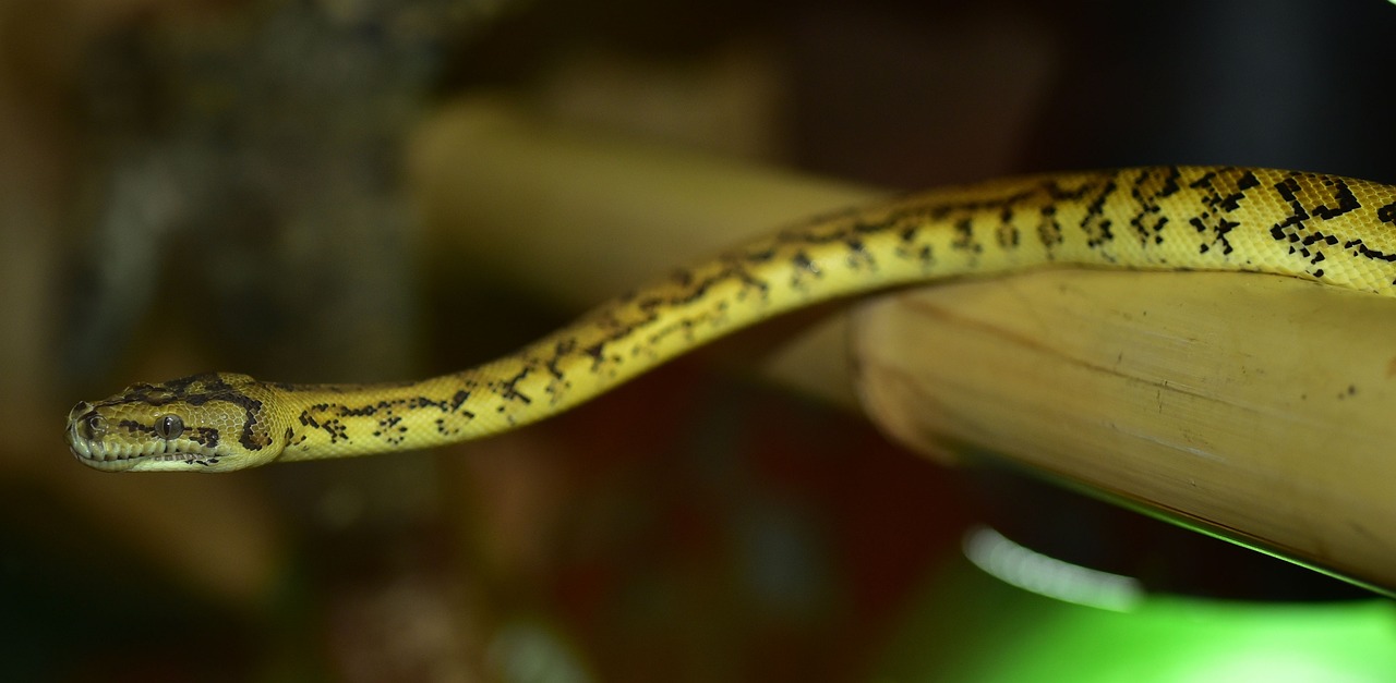 Line Carpet Python Wild Animal Free photo on Pixabay Pixabay