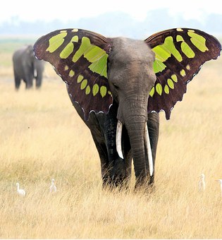 Elefant Geburtstag Bilder Stockfotos Und Vektorgrafiken