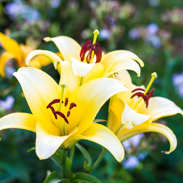 Free Flowers Beautiful Flowers photo and picture