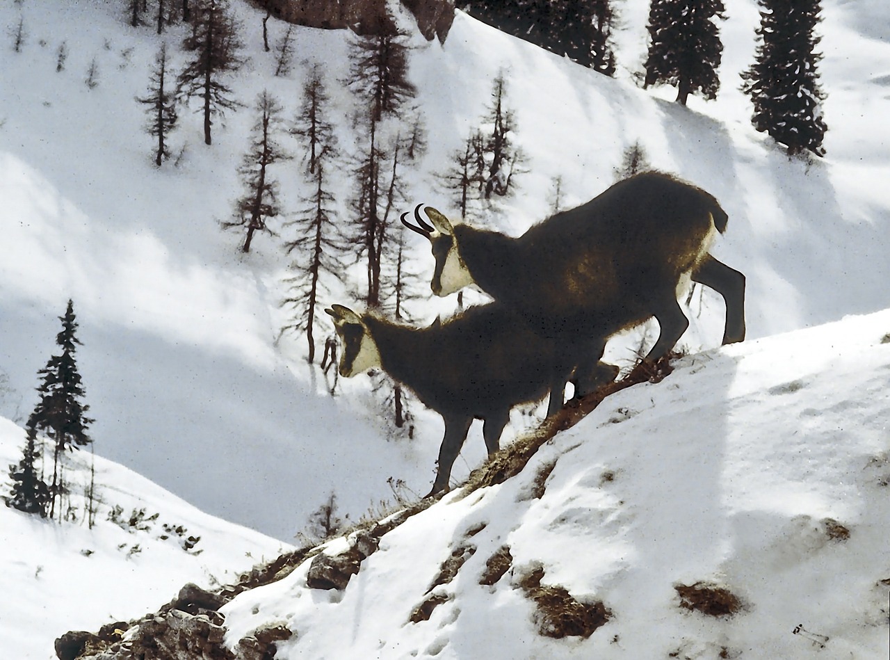 Tiere Alpen Tiere G mse Kostenloses Foto Auf Pixabay