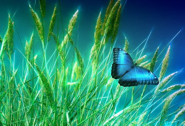 Free grass butterfly meadow illustration