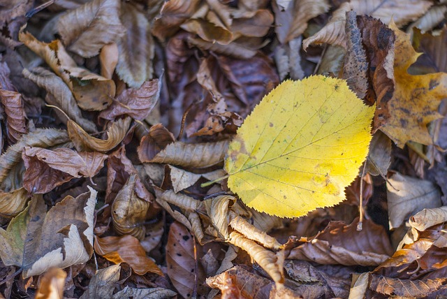 Free Leaves Forest photo and picture