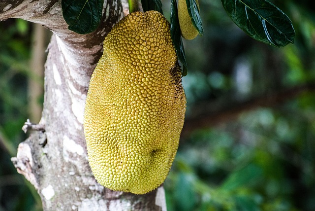 Free Jackfruit Fruit photo and picture