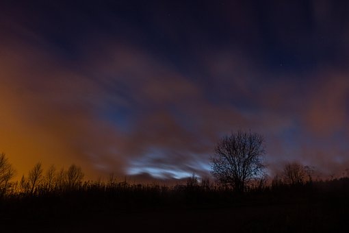 Free Lone Tree photo and picture