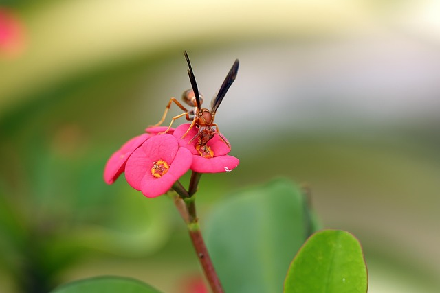 Free Birds And The Bees Flower Wallpaper photo and picture