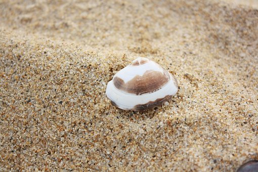 Free Clam Beach photo and picture