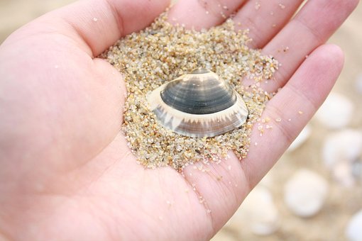 Free Clam Nature photo and picture
